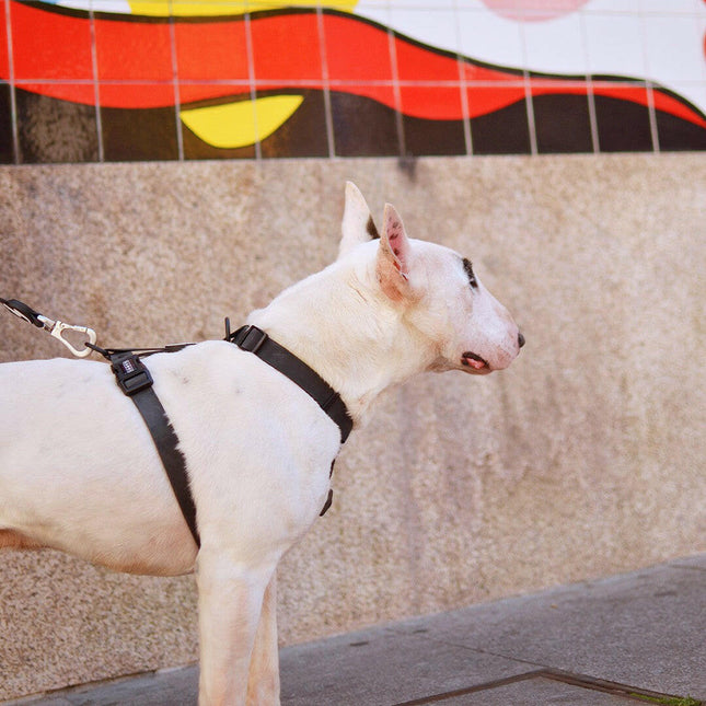 Dashi Colorflex Back Harness - adjustable, waterproof guard harness for dogs.