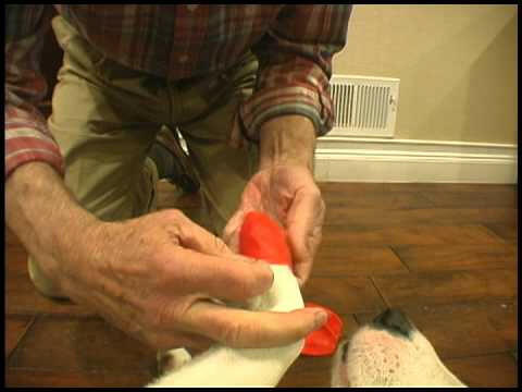 PAWZ - rubber booties for dogs, size TINY, 12 pieces.