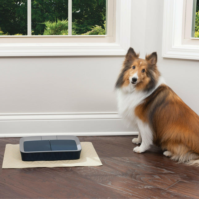 PetSafe Digital Meal Pet Feeder - dual chamber food dispenser for cats and dogs, with LCD display.
