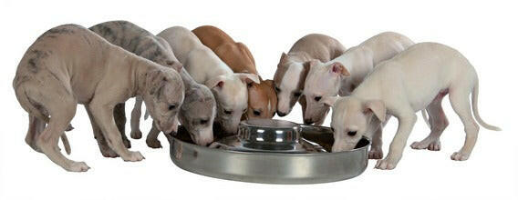 Show Tech puppy bowl for feeding.