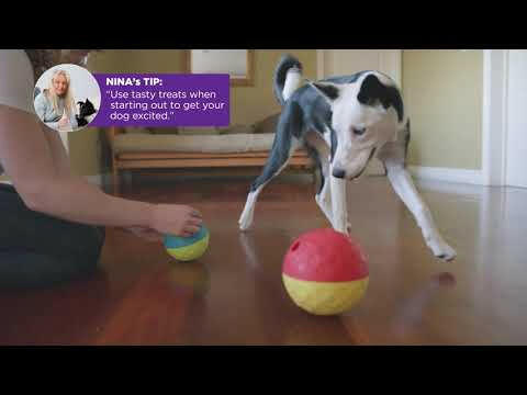 Nina Ottosson Treat Tumble Level (11cm) - logical toy for dogs, treat ball, level.