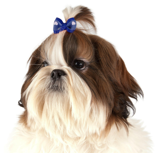 Show Tech Argyle Bows 50pcs - stylish, colorful bows on elastic bands for dogs.