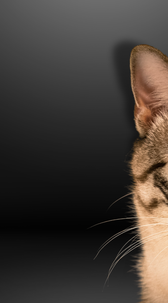 Miten voimme auttaa?