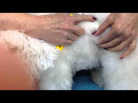 Mars Flexi King Soft - brush for fluffing hair and detangling mats in dogs.