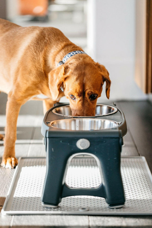 Dexas Adjustable Height Pet Feeder - stainless steel dog bowls on a stand, with height adjustment.