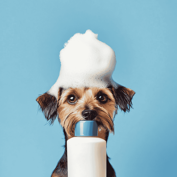 Banner image for: Conditioners