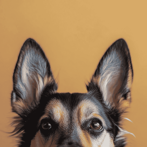 Banner image for: Ear Care