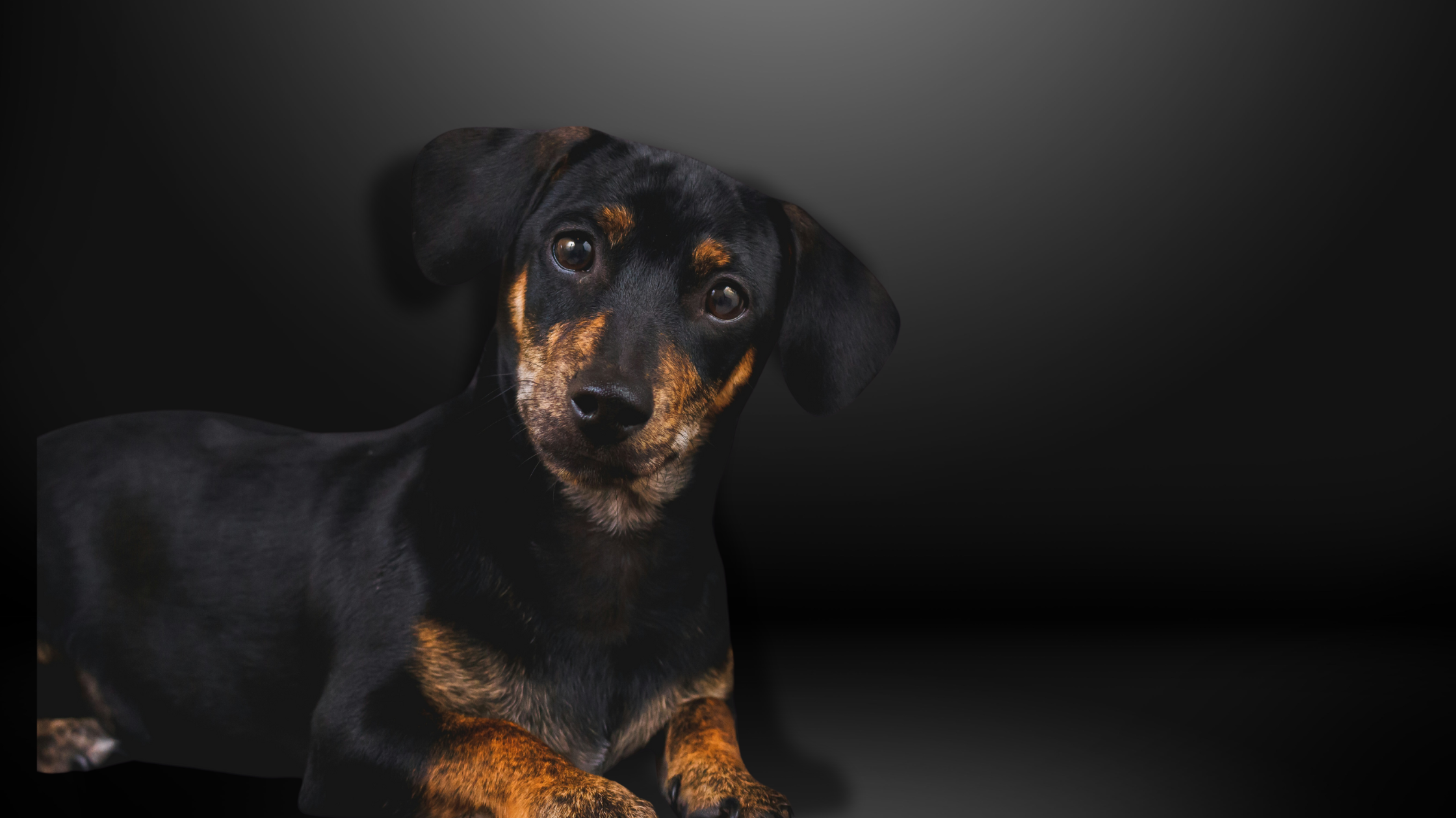 The Ultimate Guide to Essential Grooming Products for Pet Groomers.