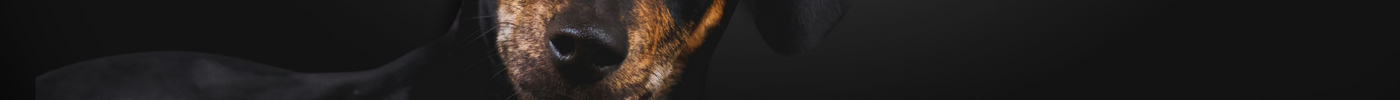 The Ultimate Guide to Essential Grooming Products for Pet Groomers.