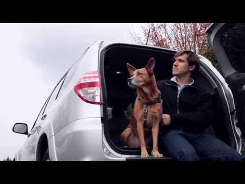 PetSafe Happy Ride Telescoping Dog Ramp - telescoping ramp for dogs.