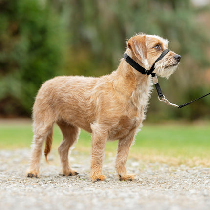 PetSafe Easy Walk Headcollar - headcollar for dogs, harness, and leash.