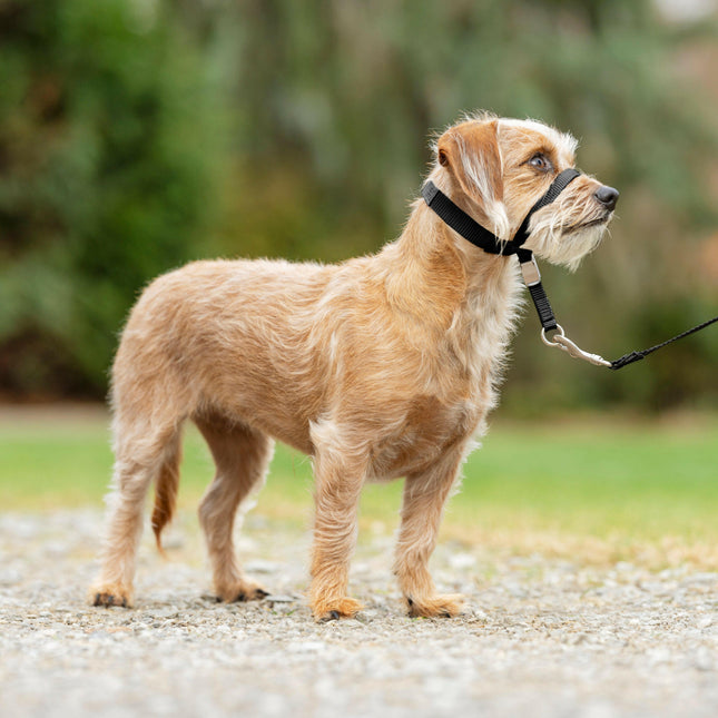PetSafe Easy Walk Headcollar - headcollar for dogs, harness, and leash.