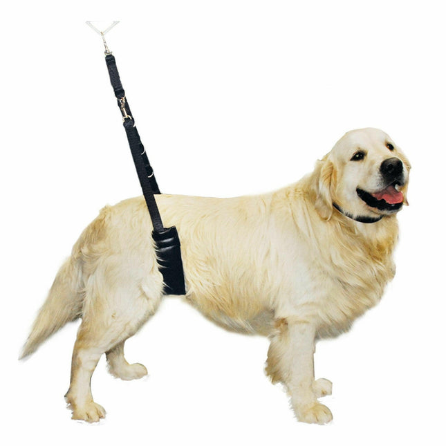 Show Tech Comfort Bellyband Big - comfortable rear support belt.