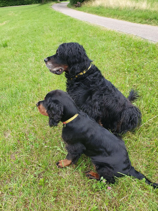 Max & Molly GOTCHA! Smart ID Ruler Collar - collar with smart Tag for dogs.