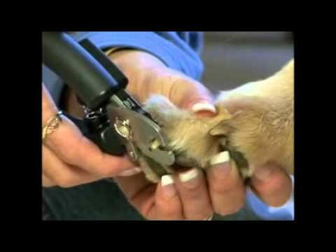 Miracle Care QuickFinder Deluxe professional nail clippers with