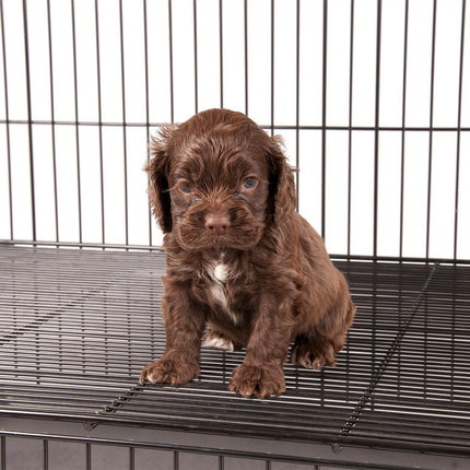 Show Tech Puppy Play Pen Small - double adjustable bottom puppy crate.