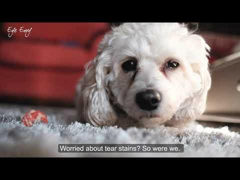 Eye Envy Tear Stain Remover Wipes for Dogs 60 pcs - wipes for removing discoloration around a dog's eyes.