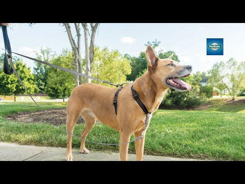 PetSafe Anti-Pull Dog Leash - leash for dogs, for no-pull harnesses.