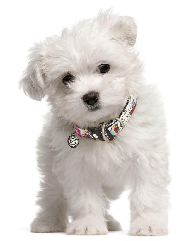 Max & Molly GOTCHA! Smart ID Missy Pop Collar - collar with smart Tag pendant for dogs.