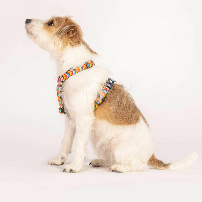 Max & Molly GOTCHA! Smart ID Summertime Collar - collar with smart tag pendant for dogs.